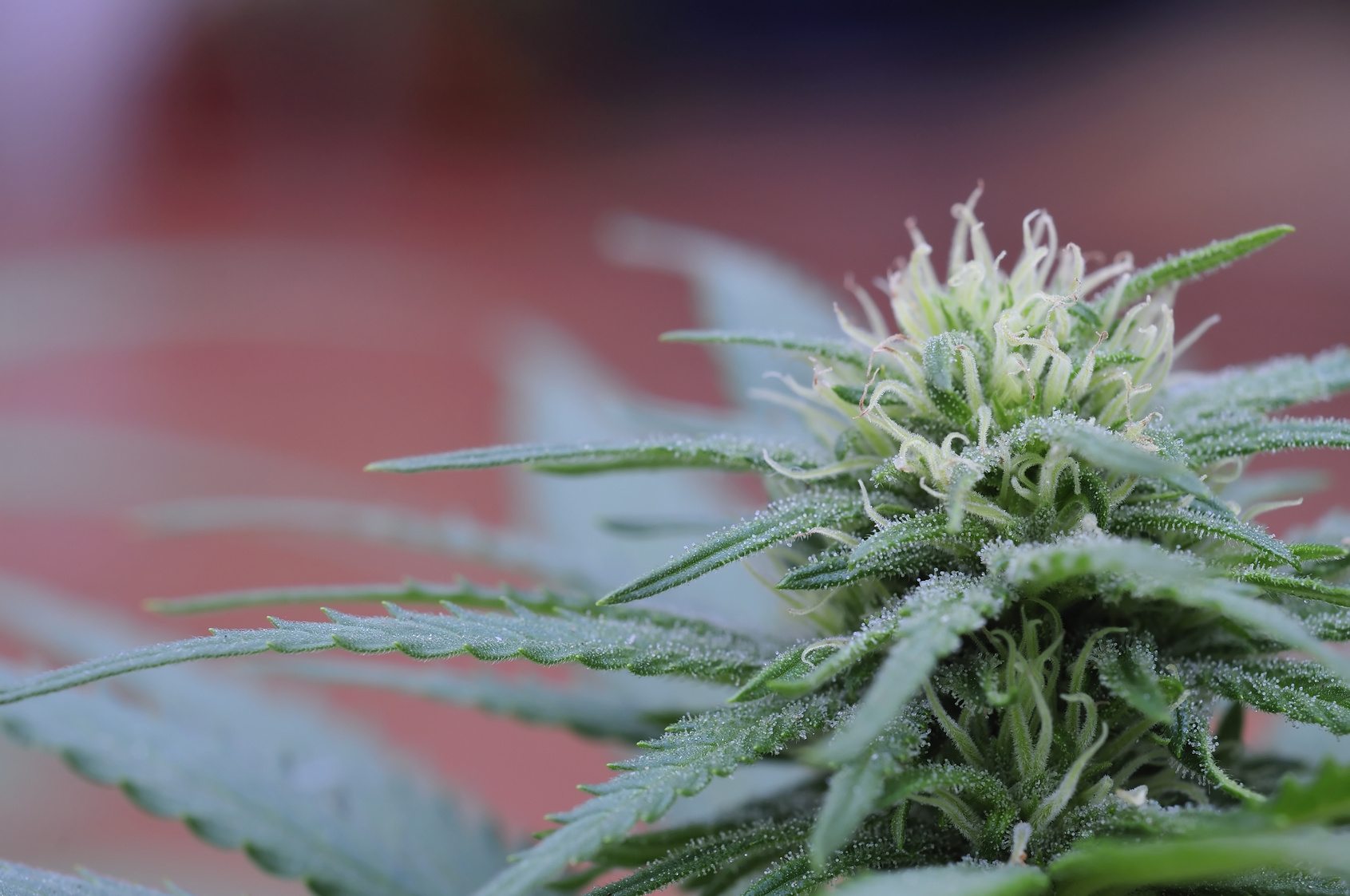 Stratford Marijuana Producer Gets License Approval from Health Canada