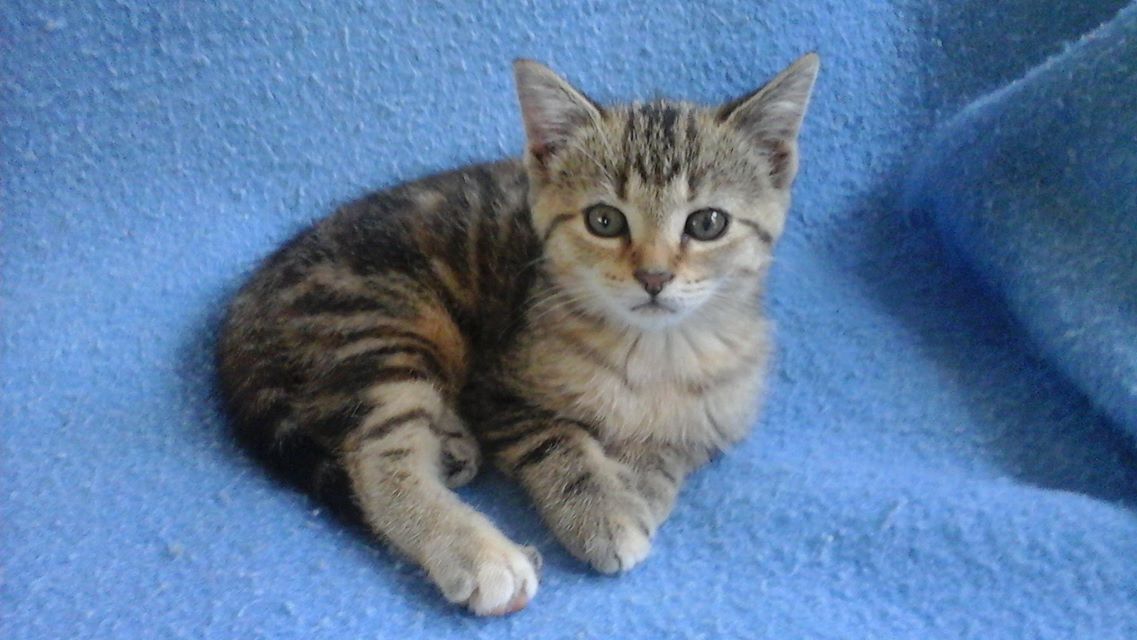 Local vets offering discounts on spaying and neutering