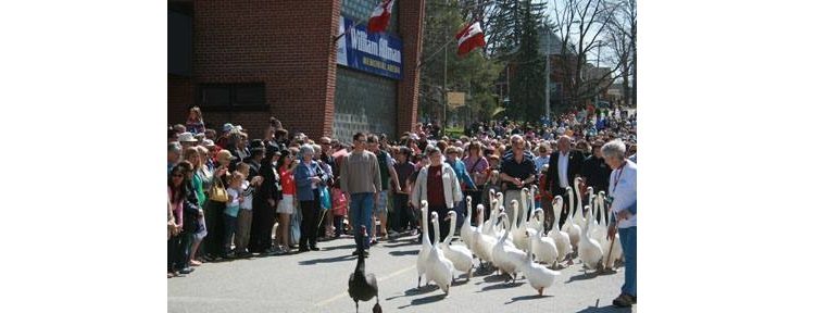 The swans are almost here