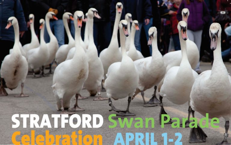The swans are coming