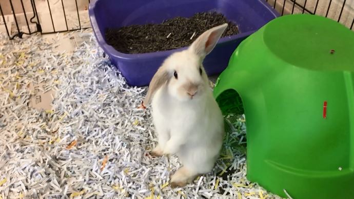 Pet of the Week – Bunnies