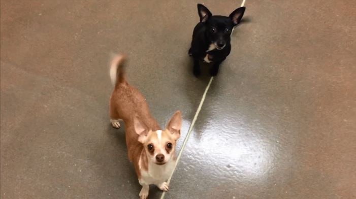 Pets of the Week – Harley and Peaches