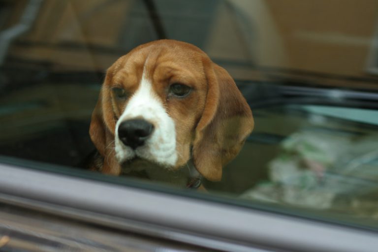 Don’t leave your animal in a hot vehicle