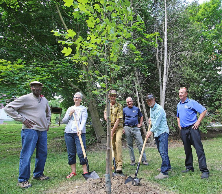Tulip tree used to mark 50th anniversary of Stratford Art in the Park