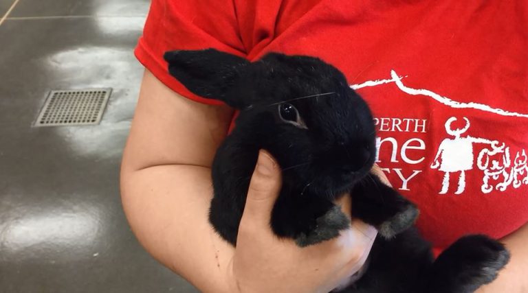 Pet of the Week – LOTS of Bunnies!