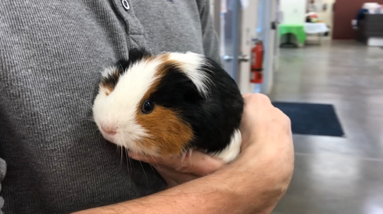 Pet of the Week – Guinea