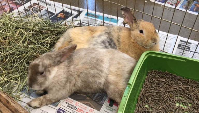 Pets of the Week – Rabbits