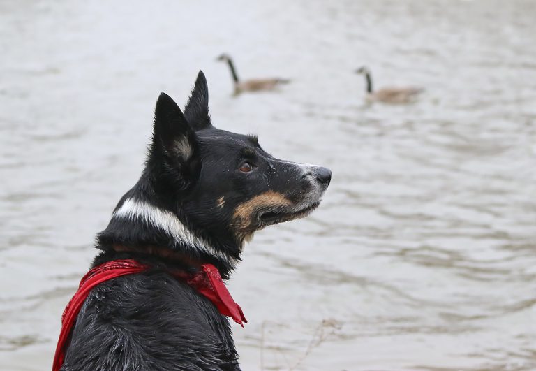 City of Stratford says Goose Management Plan is working