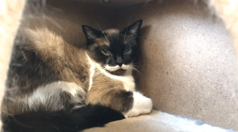 Pets of the Week – Moustache and Turtle