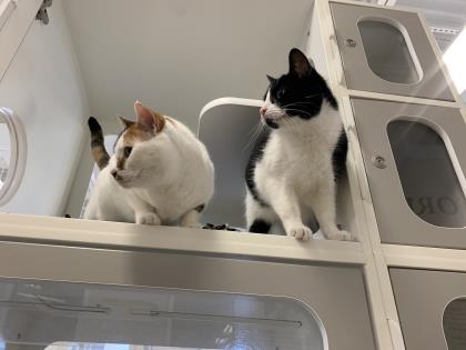 Pet Of The Week: Sonny and Cher