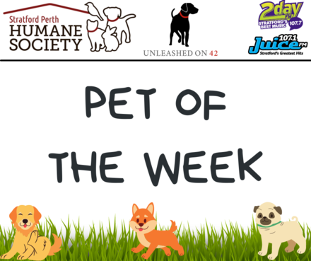 Pet of the Week on Hold…