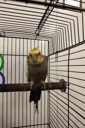 Pet of The Week: Meet Snapple