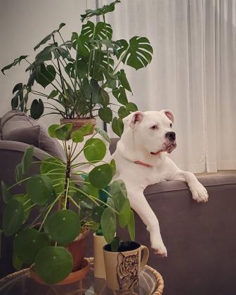 Pet of The Week: Karma