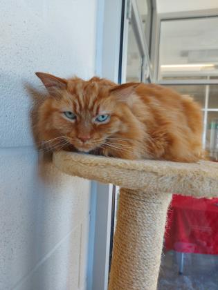 Pet of The Week: Spirit