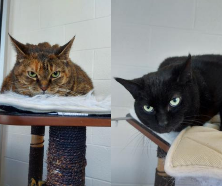 Pet of The Week: Angel & Deja