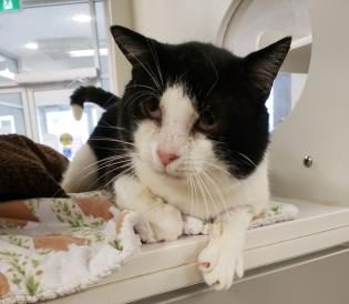 Pet Of The Week: Hank