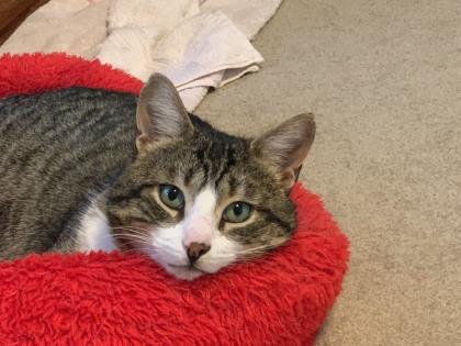Pet of The Week: Meet Harvey!