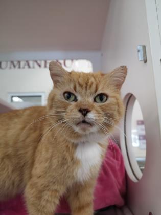 Pet of The Week: Bella