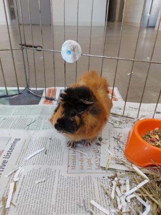 Pet of The Week: Darby