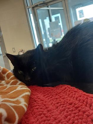 Pet of The Week: Toni