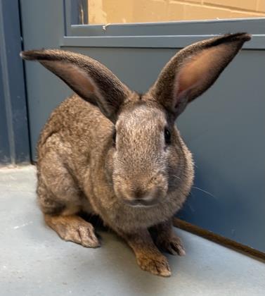 Pet of The Week: Johnny