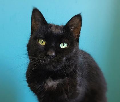 Pet of The Week: Meet Toni (again)