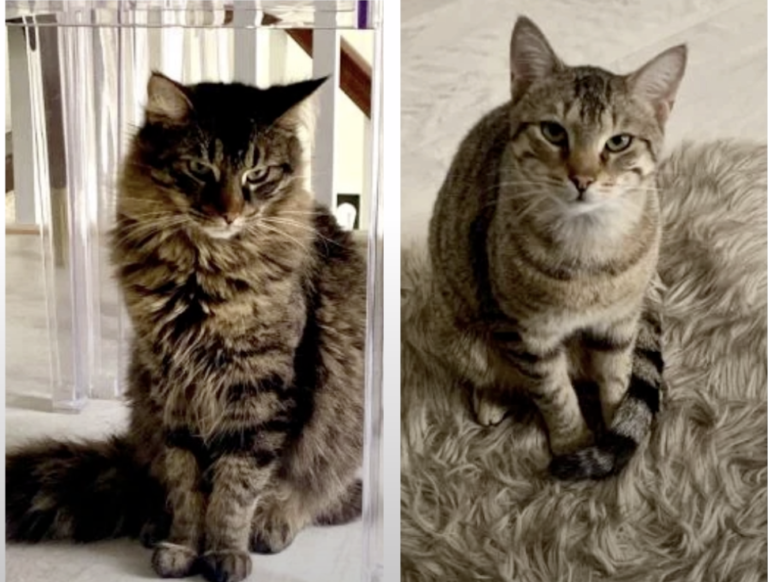 Pet of The Week: Elgin and Malahide