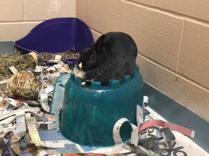 Pet of The Week: Luna