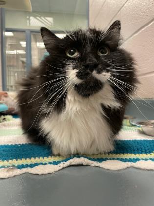 Pet of The Week: Tango