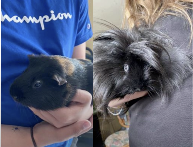 Pet of The Week: Floyd and Tweak