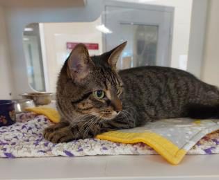 Pet Of The Week: Minerva