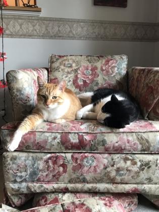 Pet of The Week: Triscuit and Stripes