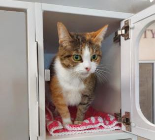 Pet of The Week: Mya