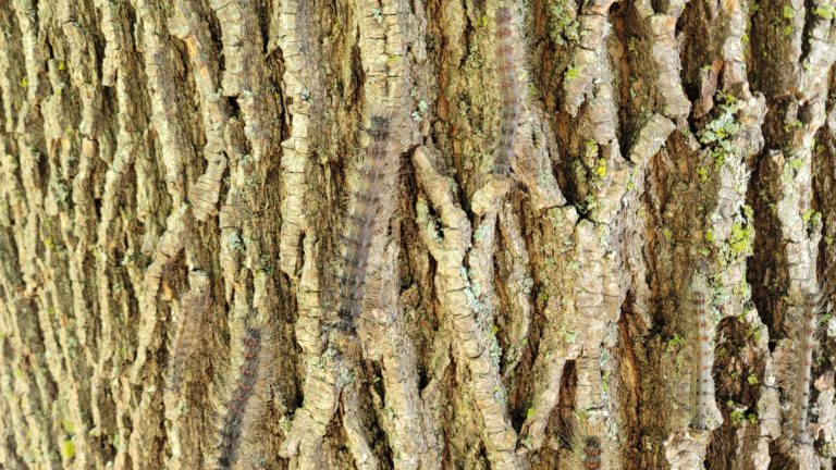 Help Reduce the Growth of The Gypsy Moth