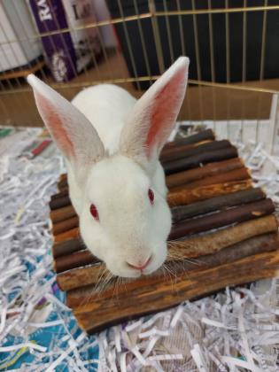 Pet of The Week: Cadbury