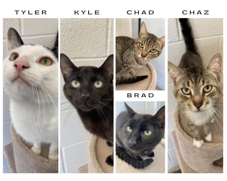 Pet of The Week: Chad, Chaz, Brad, Tyler and Kyle
