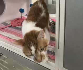 Pet of The Week: Chip