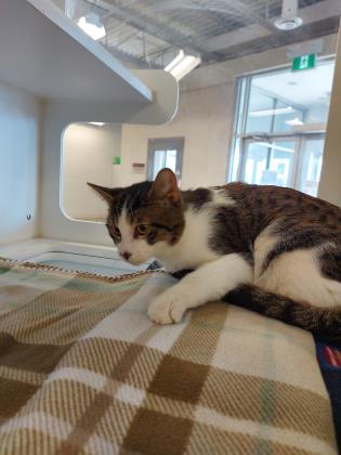 Pet of The Week: Cedar