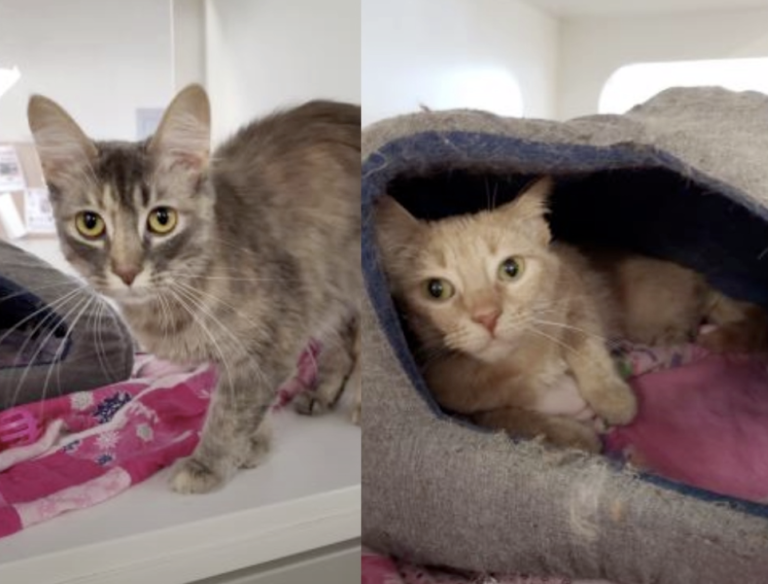 Pet Of The Week: Gigi and Hazel