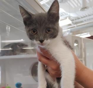 Pet Of The Week: Lydia