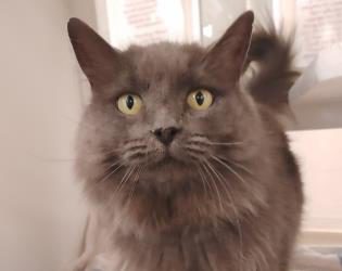 Pet Of The Week: Cinnamon