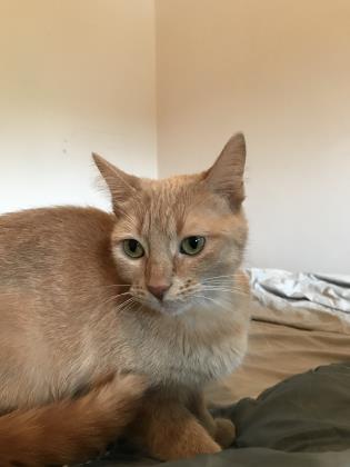 Pet of The Week: Gigi