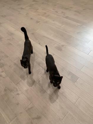 Pet Of The Week: Brad & Tyler