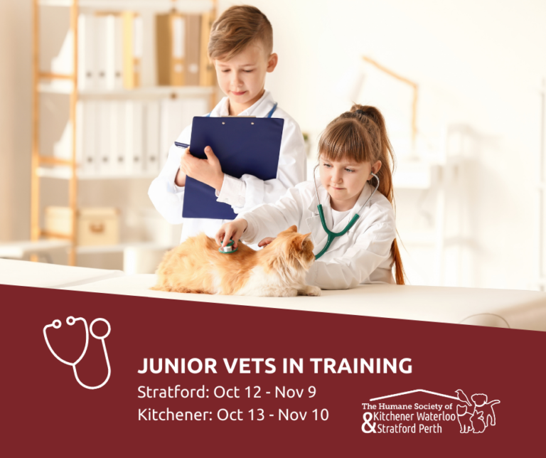 Six spots still available in Stratford for Vets in Training Program