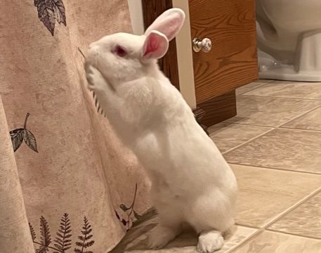 Pet of The Week: Cotton