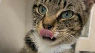 Pet Of The Week: Dierdre