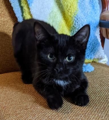 Pet Of The Week: Sally