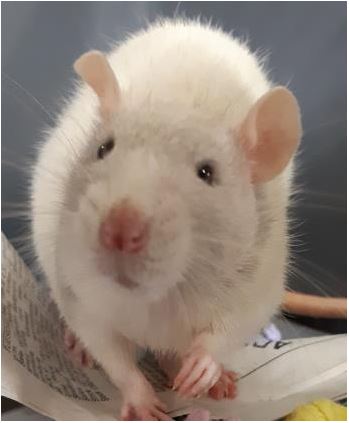 Pet of The Week: Rats!