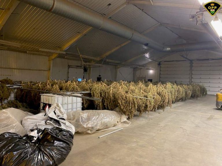 Police seize $32-million in illegal cannabis in southwestern Ontario drug bust