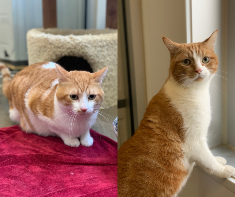Pet of The Week: Brady and King